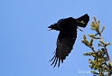 Corbeau 2825